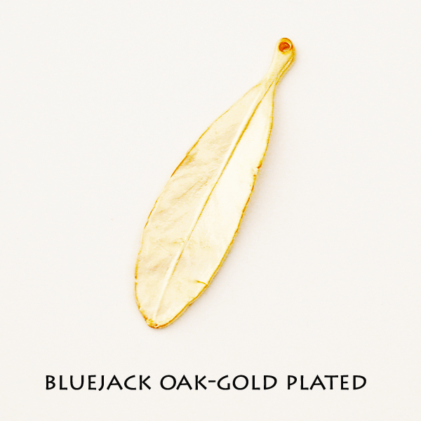 Blue jack oak - Click Image to Close