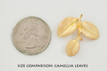 Camellia leaves