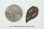 Sesame leaf